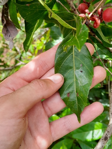 Doliocarpus major (Watervine) — photo