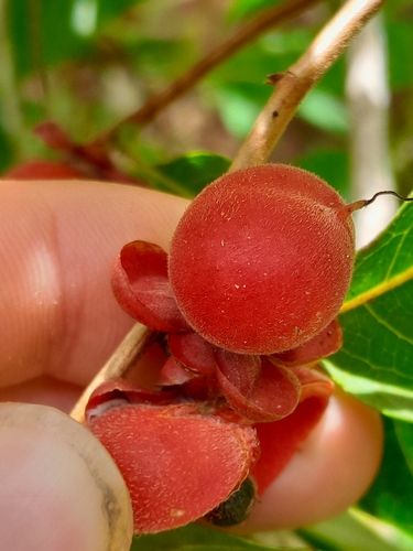 Doliocarpus major