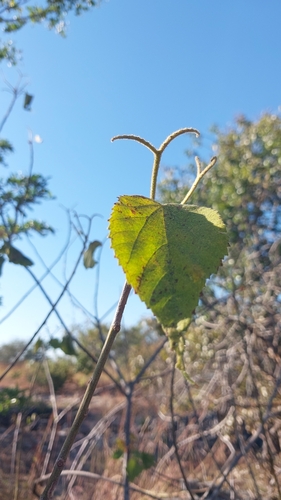 Dombeya acutangula — photo