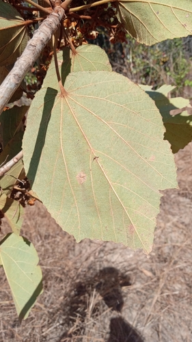 Dombeya acutangula