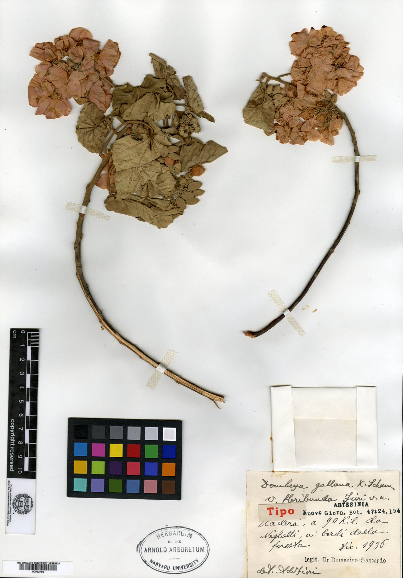 Dombeya aethiopica