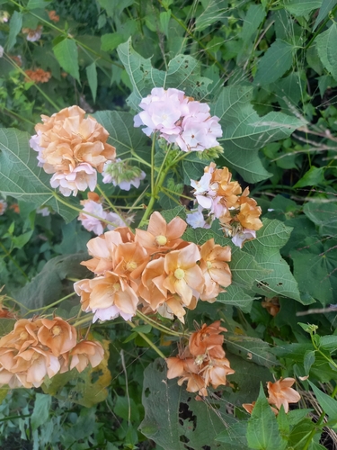 Dombeya burgessiae (Pink dombeya) — photo