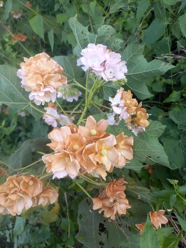 Dombeya burgessiae (Pink dombeya) — photo