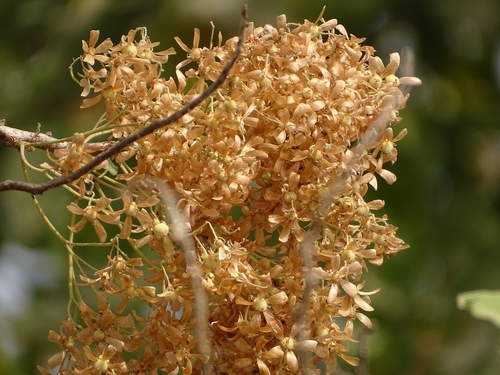 Dombeya quinqueseta (Greegdan) — photo