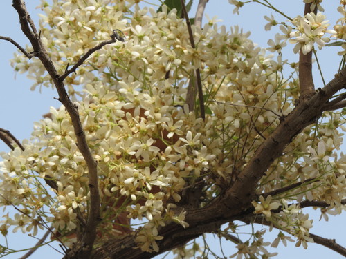 Dombeya quinqueseta