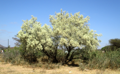 Dombeya rotundifolia (Wild pear) — photo