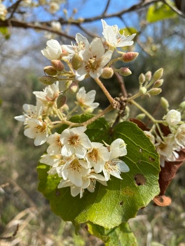 Dombeya rotundifolia