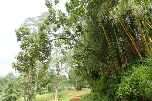 Dombeya torrida — photo