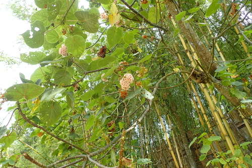 Dombeya torrida