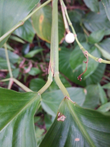 Donax canniformis (Common donax) — photo