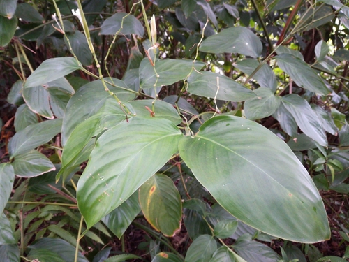 Donax canniformis