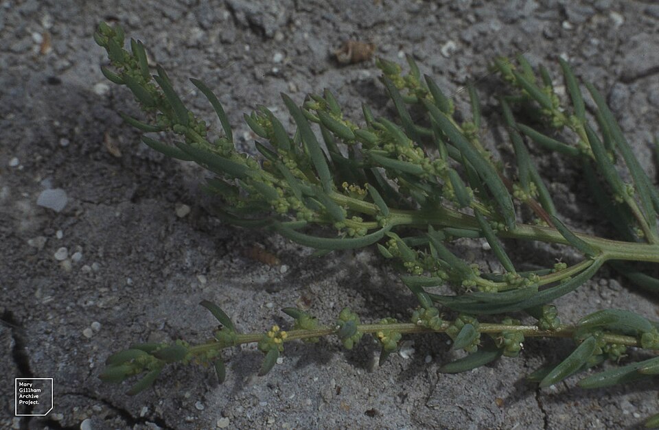 Dondia linearis — photo