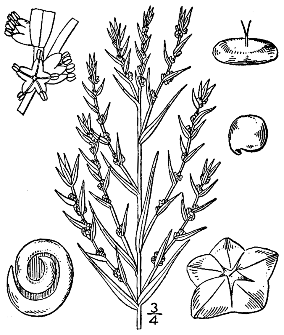 Dondia linearis