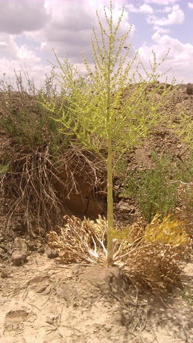 Dorema ammoniacum