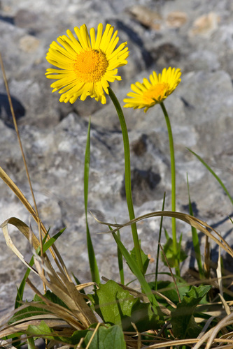 Doronicum columnae — photo