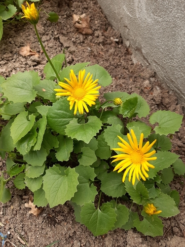 Doronicum columnae — photo