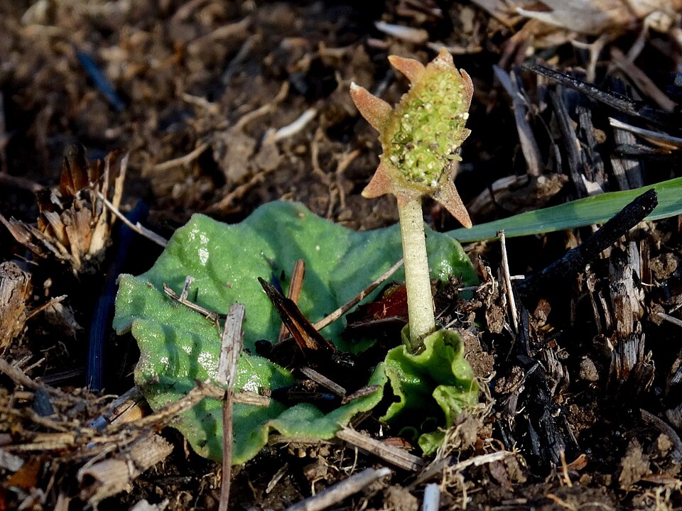 Dorstenia barnimiana — photo