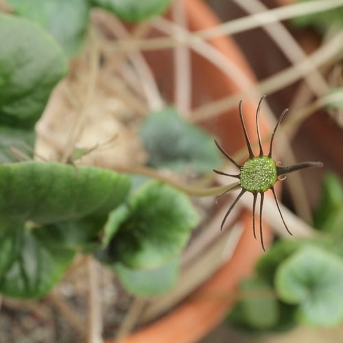 Dorstenia barnimiana