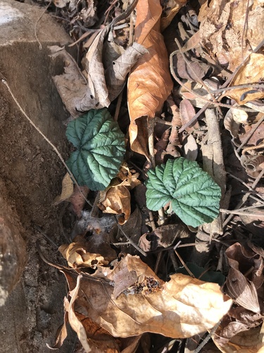 Dorstenia cayapia — photo
