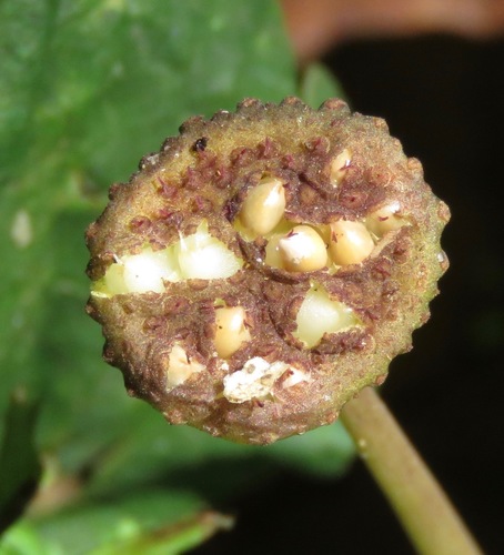 Dorstenia cayapia