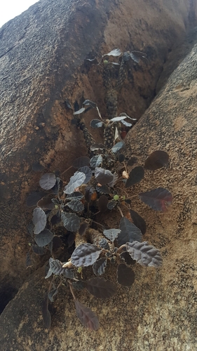 Dorstenia foetida — photo