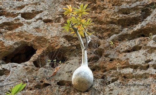 Dorstenia gigas (Socotran fig tree) — photo