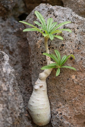 Dorstenia gigas