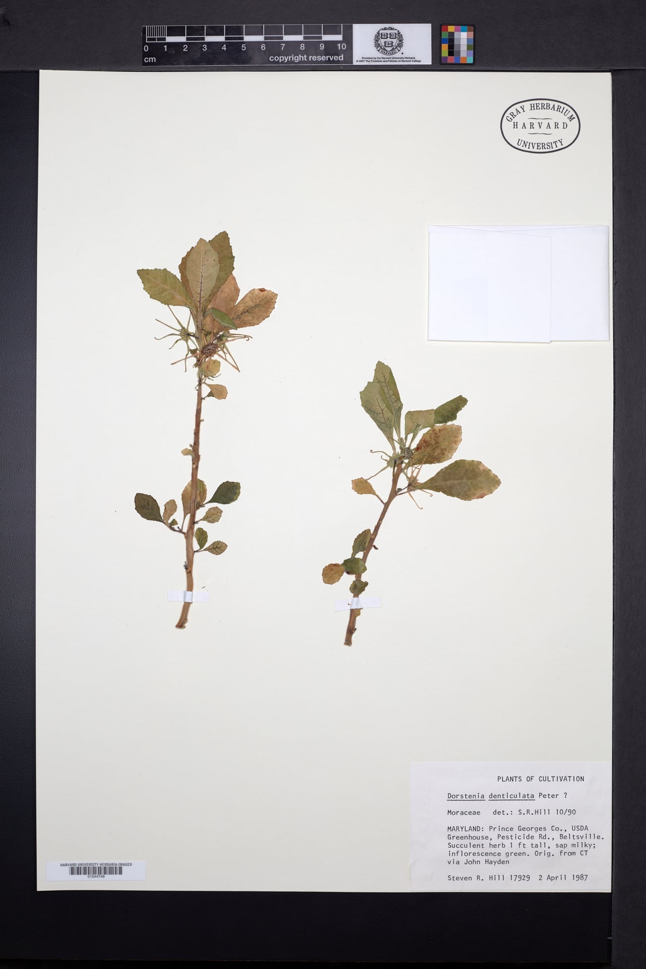 Dorstenia hildebrandtii var. schlechteri — photo