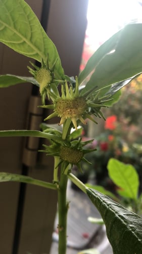 Dorstenia hildebrandtii var. schlechteri