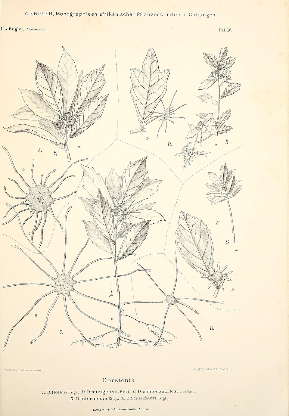 Dorstenia hildebrandtii var. schlechteri — photo