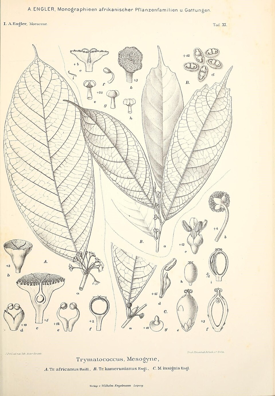 Dorstenia kameruniana (Ahwerewa) — photo