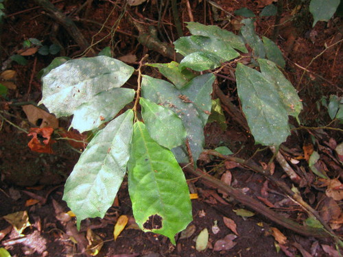 Dorstenia kameruniana