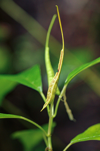 Dorstenia psilurus — photo