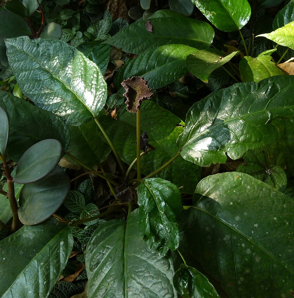 Dorstenia sp.