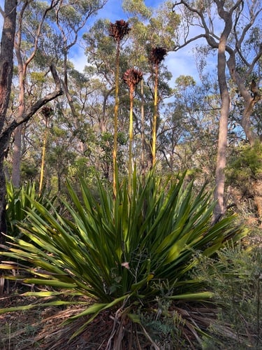 Doryanthes excelsa (Giant lily) — photo