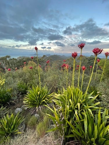 Doryanthes excelsa (Giant lily) — photo
