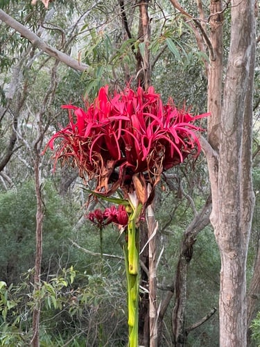 Doryanthaceae