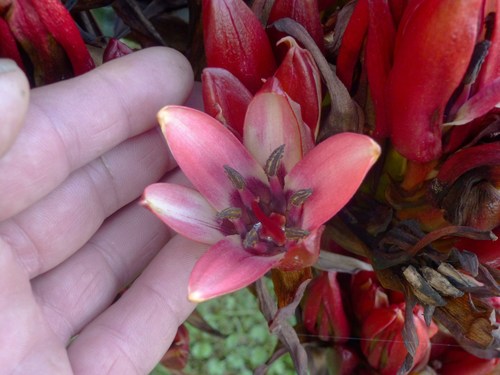 Doryanthes palmeri (Palmer spear-lily) — photo