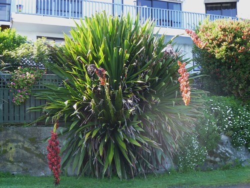 Doryanthes palmeri (Palmer spear-lily) — photo