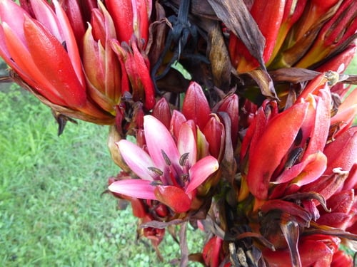 Doryanthes palmeri