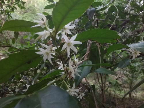 Doryphora sassafras (Yellow sassafras) — photo