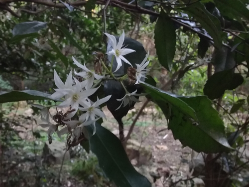 Doryphora sassafras