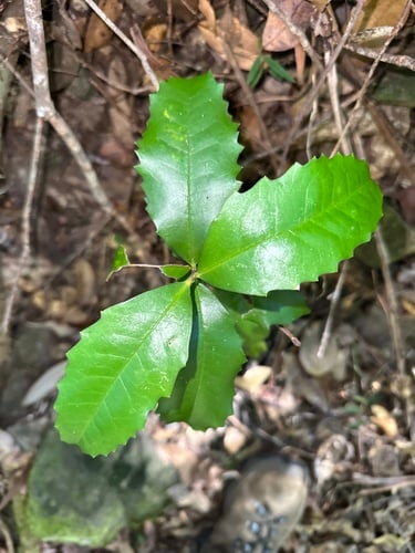 Doryphora sassafras (Yellow sassafras) — photo