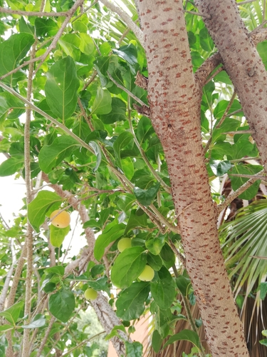 Dovyalis abyssinica x Dovyalis hebecarpa (Florida gooseberry) — photo