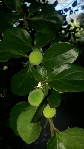 Dovyalis abyssinica x Dovyalis hebecarpa