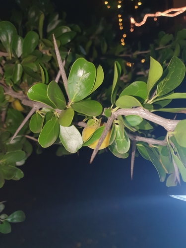 Dovyalis caffra (Key apple) — photo