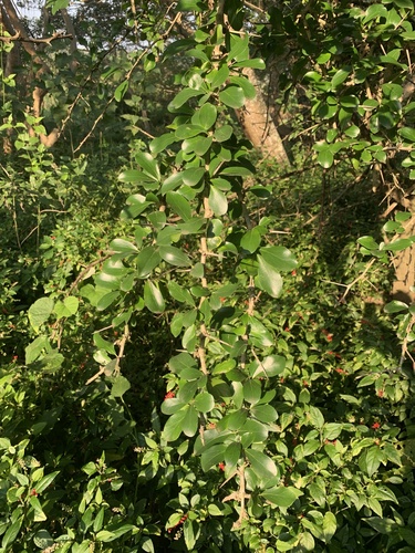 Dovyalis caffra (Key apple) — photo