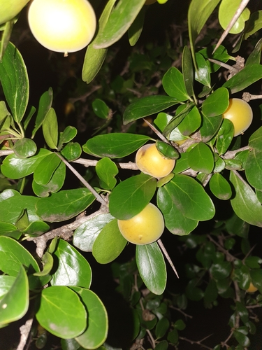 Dovyalis caffra