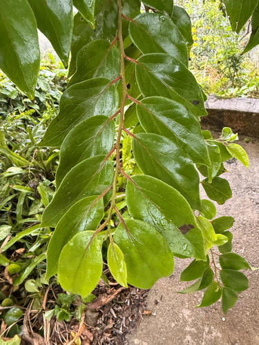 Dovyalis hebecarpa (Ceylon gooseberry) — photo