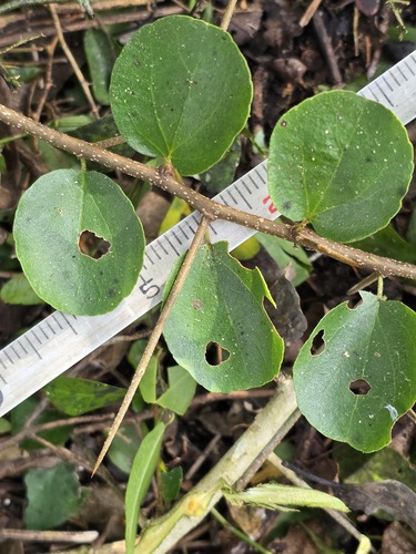 Dovyalis hispidula (Bristly dovyalis) — photo